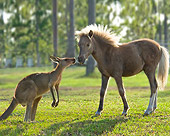HOR 02 MB0032 01
Miniature Horse Foal Standing In Pasture With Kangaroo