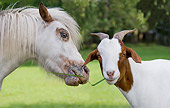 HOR 03 MB0013 01
Close-Up Of Miniature Horse And Goat Eating Grass In Pasture