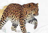 LEP 20 TL0004 01
Leopard Walking On Snow