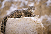 LEP 40 TL0003 01
Profile Of Snow Leopard Laying On Rock