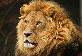 LNS 01 TL0002 01
Head Shot Of African Male Lion