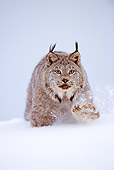 LYX 01 TL0011 01
Lynx Running Across Snow At Camera