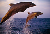 MAM 03 TL0005 01
Two Bottle-nosed Dolphins Leaping In Ocean At Sunset Honduras