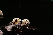 MAM 09 TL0007 01
Two Sea Otters Sleeping While Floating On Their Backs