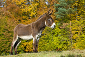 MAM 14 KH0070 01
Common Donkey Standing In Field