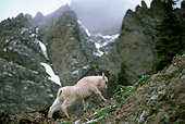MAM 17 TL0009 01
Mountain Goat Kid Climbing On Rock Mountain