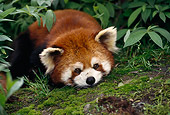 MAM 20 TL0001 01
Head Shot Of Red Lesser Panda