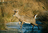 MAM 25 TL0005 01
Profile Portrait Of White-tail Deer Buck In Water
