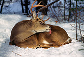 MAM 25 TL0009 01
White-tail Deer Buck On Snow Grooming