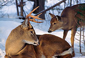 MAM 25 TL0016 01
White-tail Buck And Doe In Winter