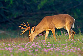 MAM 25 TL0019 01
White-Tail Deer Buck Grazing