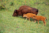 MAM 26 TL0011 01
Two Young Bison Calves And Cow Grazing