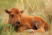 MAM 26 TL0014 01
Portrait Of Bison Calf