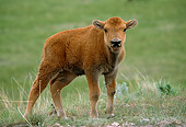 MAM 26 TL0017 01
American Bison Calf Standing In Green Field