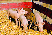 PIG 02 RK0035 04
Yorkshire Duroc And Mixed Pigs Eating Hay