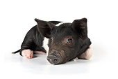 PIG 02 JD0011 01
Saddleback Mixed Breed Piglet Laying Down On White Seamless