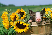PIG 02 LS0017 01
Head Shot Of Piglet Sitting Basket With Sunflowers