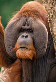 PRM 05 TL0001 01
Portrait Head Shot Of Sumatran Adult Male Orangutan