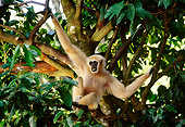 PRM 10 TL0005 01
Male White-Handed Gibbon Hanging From Branch In Tree