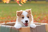 PUP 06 YT0001 01
Border Collie Puppy Sitting In Box On Grass