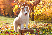 PUP 06 YT0005 01
Border Collie Puppy Standing On Stump In Grass And Leaves