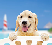 PUP 08 YT0003 01
Golden Retriever Puppy Standing Peeking Over White Chair