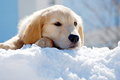 PUP 08 YT0004 01
Golden Retriever Puppy Laying On Snow