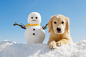 PUP 08 YT0005 01
Golden Retriever Puppy Laying On Snow By Snowman