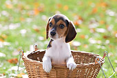PUP 09 YT0002 01
Beagle Puppy Sitting In Basket On Grass