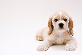PUP 10 YT0001 01
American Cocker Spaniel Puppy Laying On White Seamless
