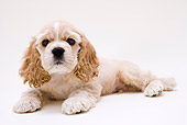 PUP 10 YT0002 01
American Cocker Spaniel Puppy Laying On White Seamless