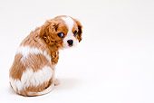 PUP 10 YT0005 01
Cavalier King Charles Spaniel Puppy Sitting On White Seamless
