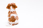 PUP 10 YT0006 01
Cavalier King Charles Spaniel Puppy Sitting On White Seamless