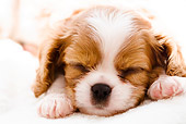 PUP 10 YT0007 01
Close-Up Of Cavalier King Charles Spaniel Puppy Sleeping