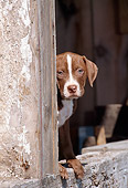 PUP 14 CE0098 01
American Pit Bull Terrier Puppy Peeking Around Doorway Of Old Building