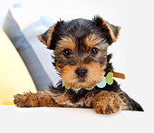 PUP 14 YT0003 01
Yorkshire Terrier Puppy Sitting By Arm Of White Couch