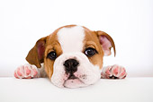 PUP 18 YT0001 01
Bulldog Puppy Laying On White Seamless