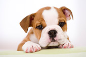 PUP 18 YT0004 01
Bulldog Puppy Laying On White Pillow