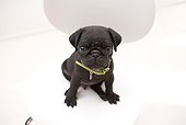 PUP 23 YT0001 01
Pug Puppy Sitting On White Chair
