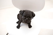 PUP 23 YT0002 01
Pug Puppy Sitting On White Chair