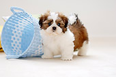 PUP 27 YT0003 01
Shih Tzu Puppy Standing By Blue Basket