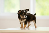 PUP 27 YT0005 01
Chihuahua Puppy Standing On White Counter