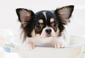 PUP 27 YT0007 01
Chihuahua Puppy Sitting In White Bowl
