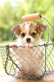 PUP 27 YT0011 01
Chihuahua Puppy Sitting In Metal Basket
