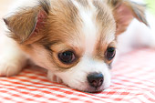 PUP 27 YT0015 01
Close-Up Of Chihuahua Puppy Laying On Red Checkered Cloth