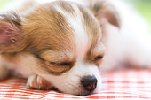 PUP 27 YT0016 01
Close-Up Of Chihuahua Puppy Sleeping On Red Checkered Cloth
