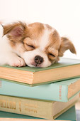 PUP 27 YT0017 01
Close-Up Of Chihuahua Puppy Sleeping On Stack Of Books