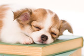 PUP 27 YT0018 01
Close-Up Of Chihuahua Puppy Sleeping On Stack Of Books