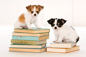 PUP 27 YT0021 01
Two Chihuahua Puppies Sitting On Stacks Of Books