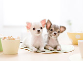 PUP 27 YT0023 01
Two Chihuahua Puppies Laying On Placemat On Table